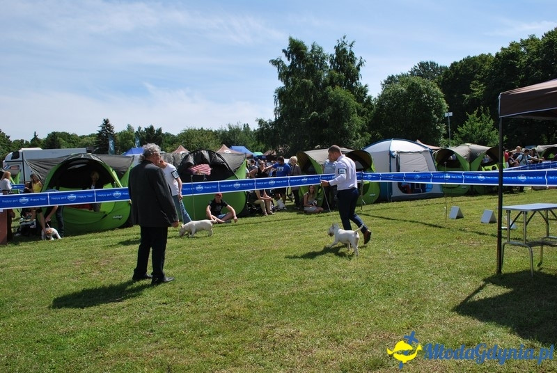 Puchar Bursztynowego Psa 2017