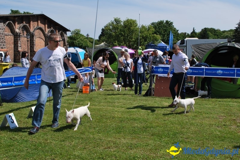 Puchar Bursztynowego Psa 2017