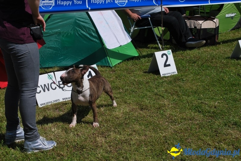 Puchar Bursztynowego Psa 2017