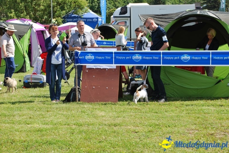 Puchar Bursztynowego Psa 2017