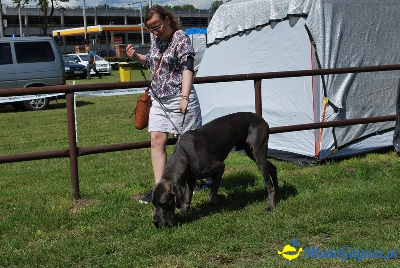 Puchar Bursztynowego Psa 2017