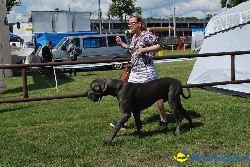 Puchar Bursztynowego Psa 2017