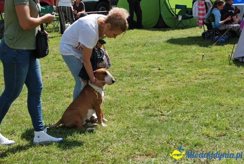 Puchar Bursztynowego Psa 2017