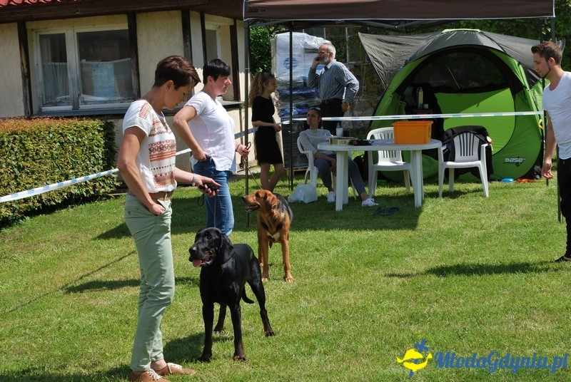 Puchar Bursztynowego Psa 2017