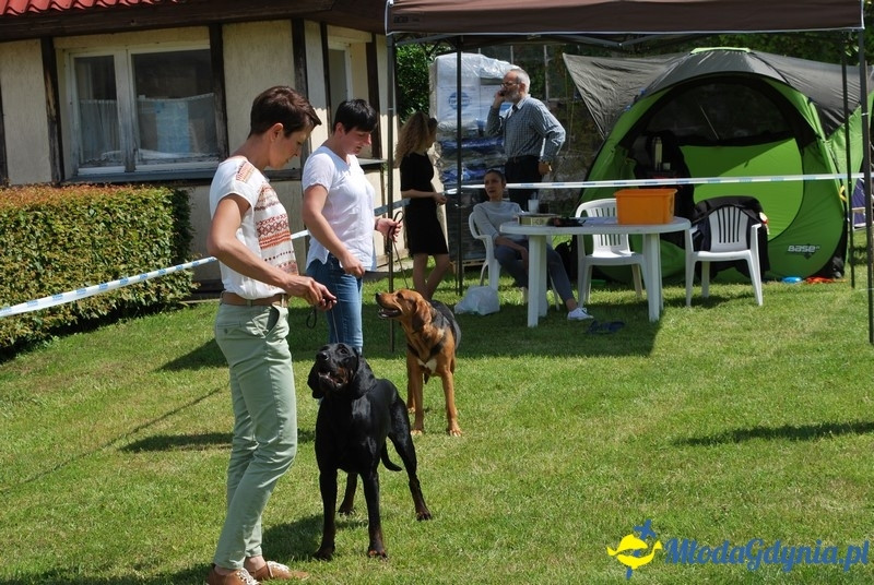 Puchar Bursztynowego Psa 2017