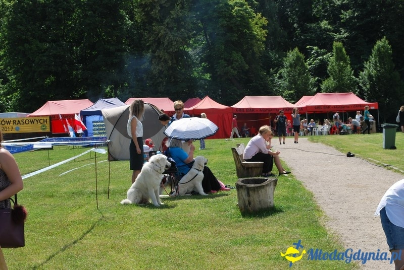 Puchar Bursztynowego Psa 2017