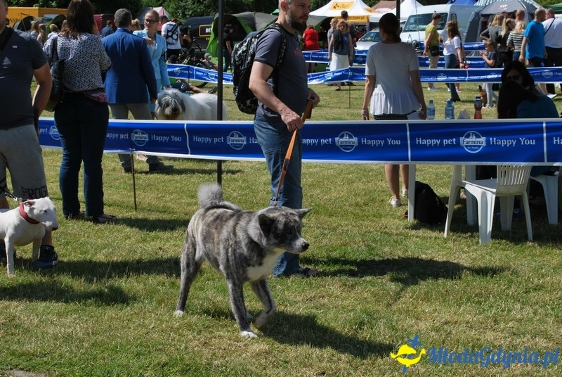 Puchar Bursztynowego Psa 2017