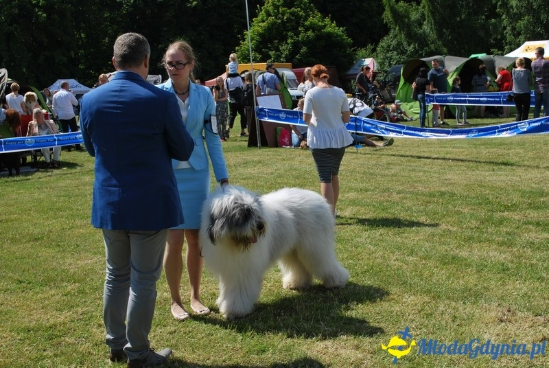 Puchar Bursztynowego Psa 2017