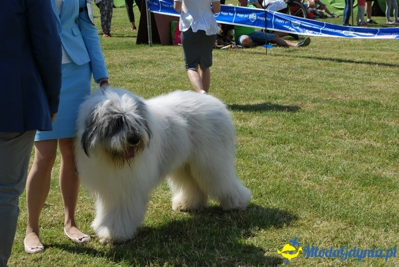 Puchar Bursztynowego Psa 2017