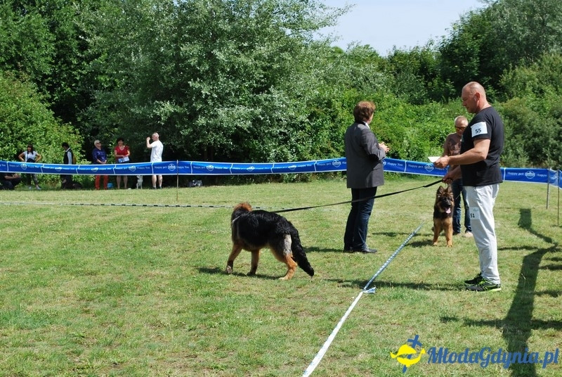 Puchar Bursztynowego Psa 2017
