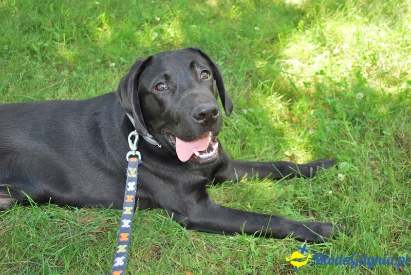 Puchar Bursztynowego Psa 2017