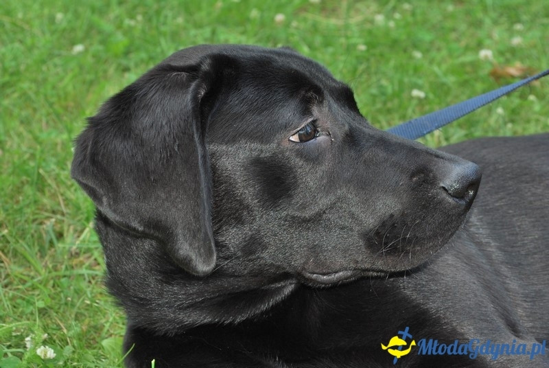 Puchar Bursztynowego Psa 2017