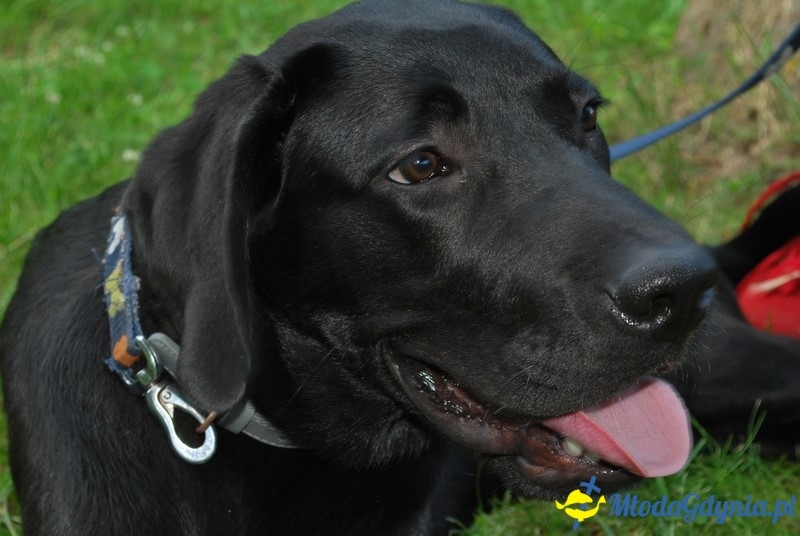 Puchar Bursztynowego Psa 2017