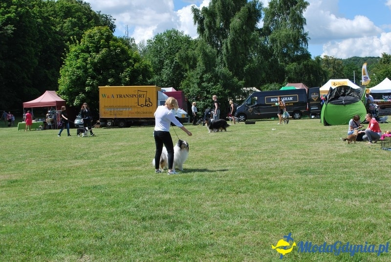 Puchar Bursztynowego Psa 2017