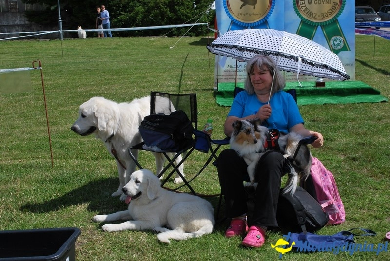 Puchar Bursztynowego Psa 2017