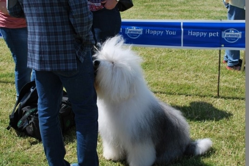 Puchar Bursztynowego Psa 2017