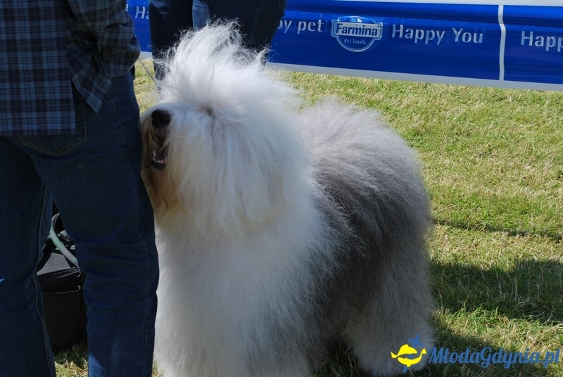 Puchar Bursztynowego Psa 2017