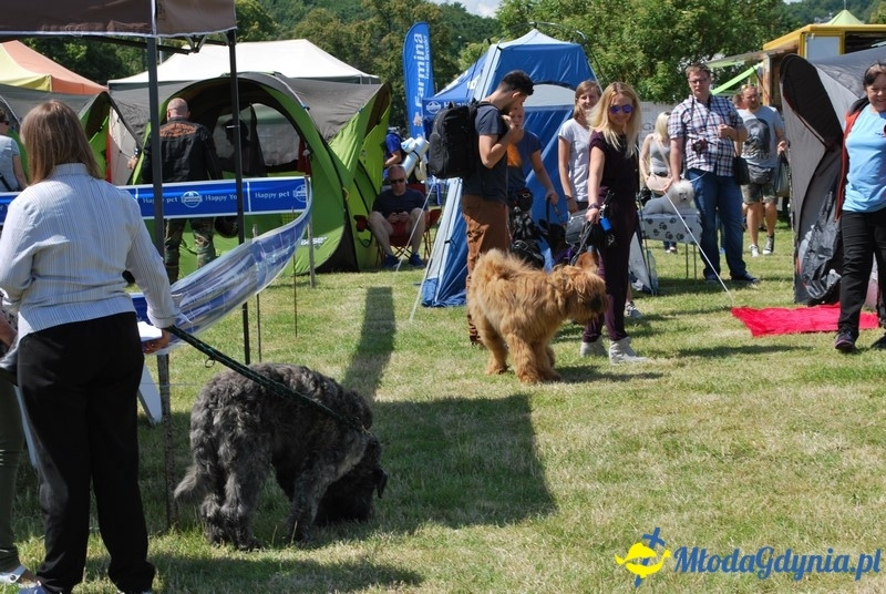 Puchar Bursztynowego Psa 2017
