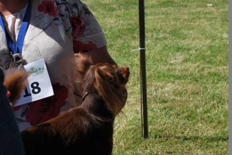 Puchar Bursztynowego Psa 2017