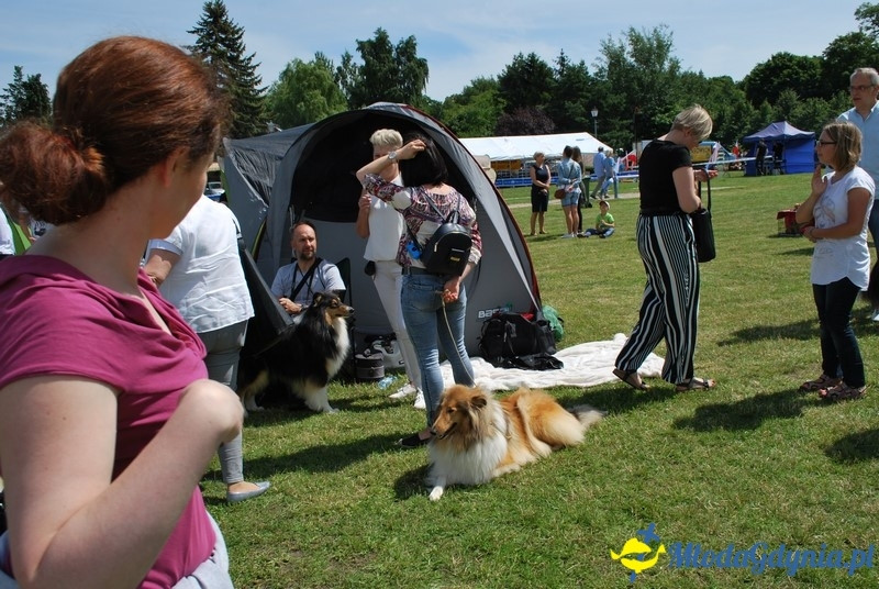 Puchar Bursztynowego Psa 2017