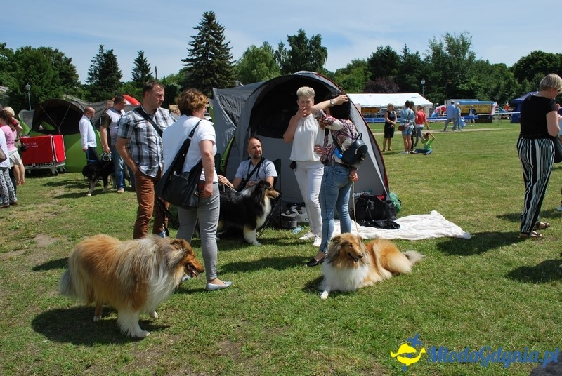 Puchar Bursztynowego Psa 2017