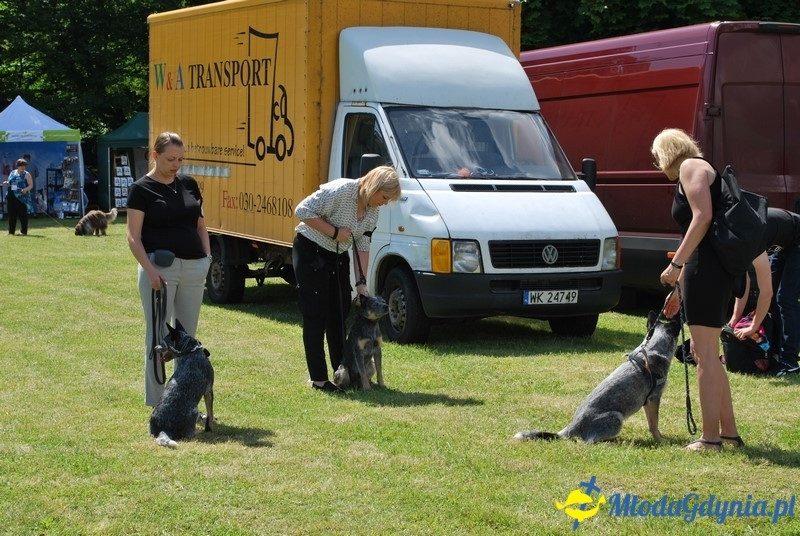 Puchar Bursztynowego Psa 2017