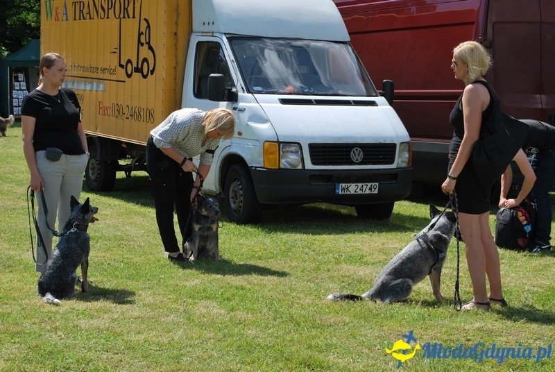 Puchar Bursztynowego Psa 2017