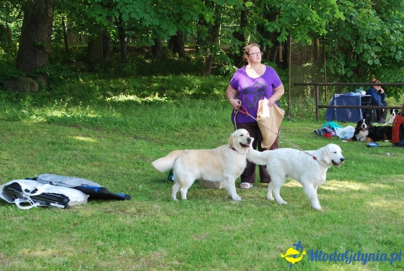 Puchar Bursztynowego Psa 2017