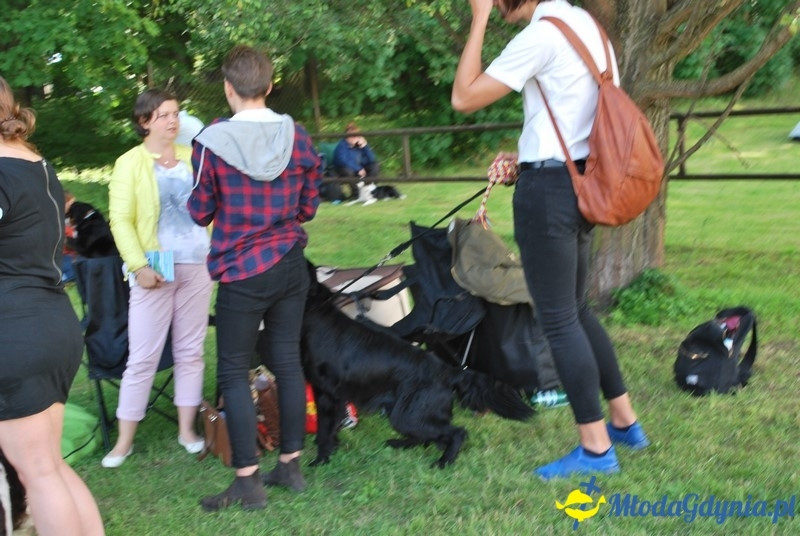 Puchar Bursztynowego Psa 2017