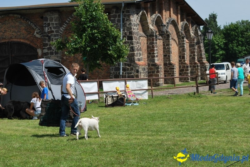 Puchar Bursztynowego Psa 2017