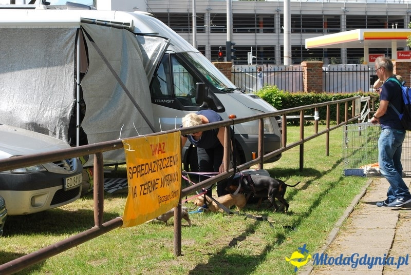 Puchar Bursztynowego Psa 2017