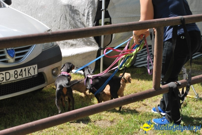 Puchar Bursztynowego Psa 2017