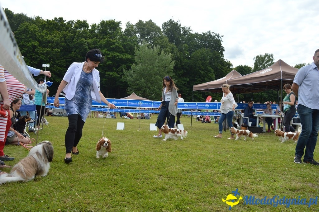 Puchar Bursztynowego Psa 2017 ( dzień drugi )