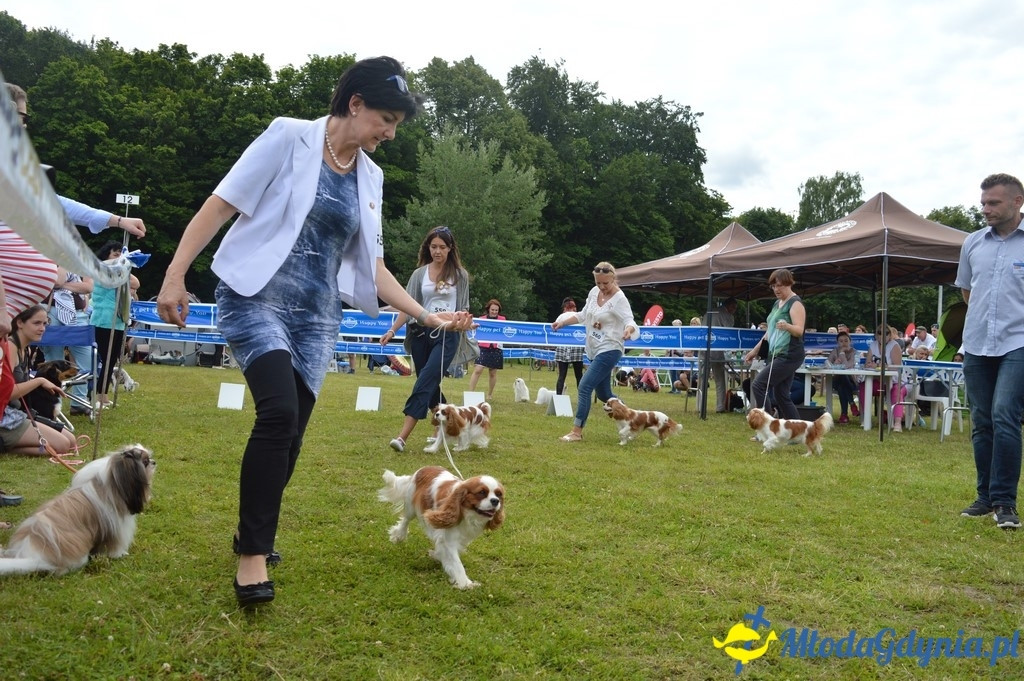 Puchar Bursztynowego Psa 2017 ( dzień drugi )