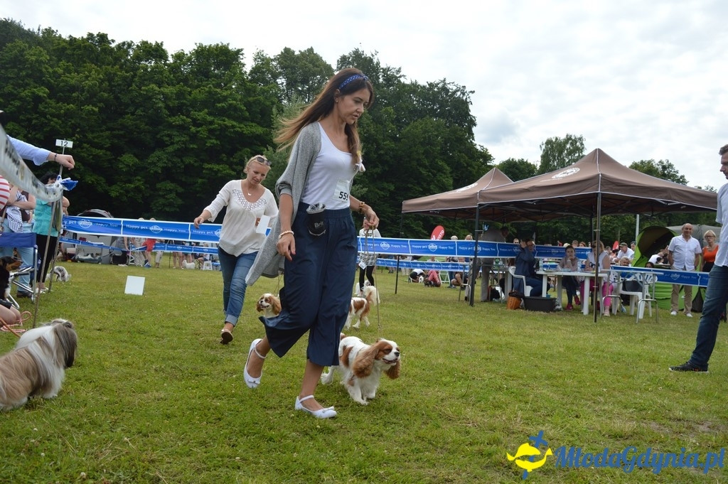 Puchar Bursztynowego Psa 2017 ( dzień drugi )