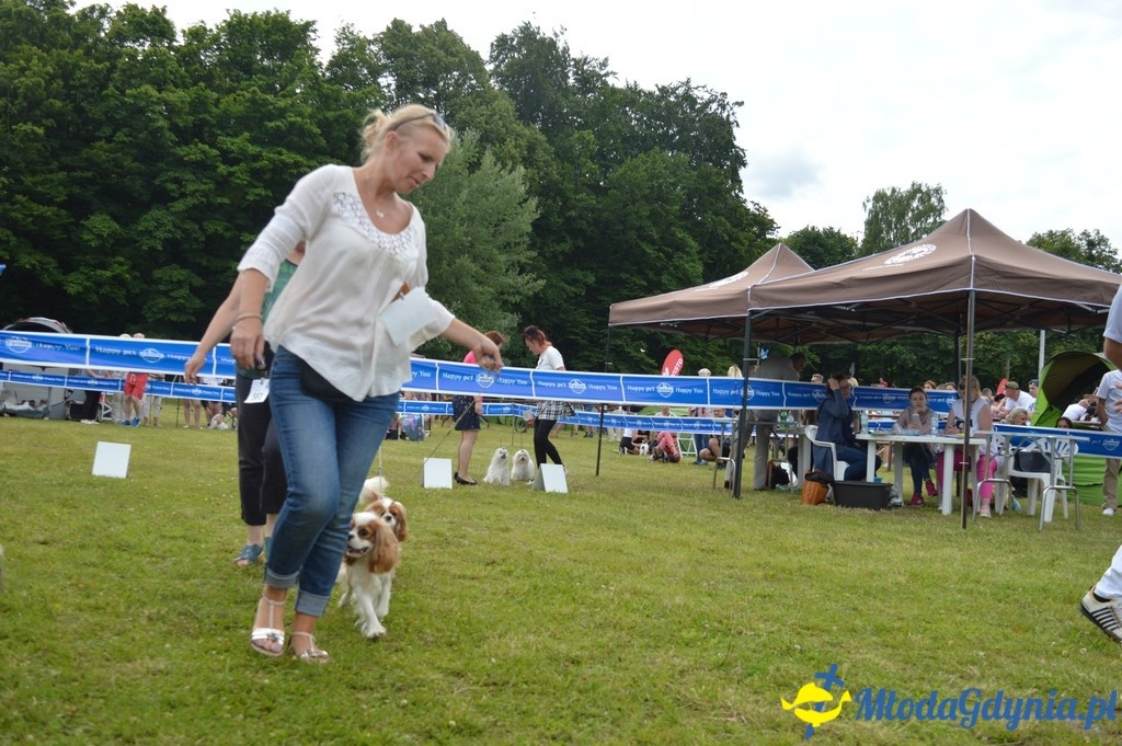 Puchar Bursztynowego Psa 2017 ( dzień drugi )