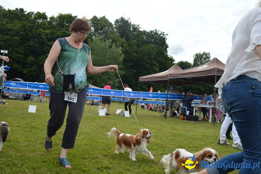 Puchar Bursztynowego Psa 2017 ( dzień drugi )