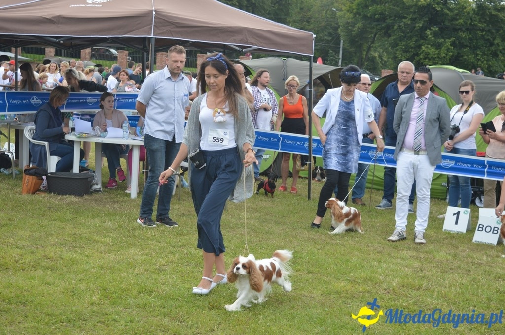 Puchar Bursztynowego Psa 2017 ( dzień drugi )