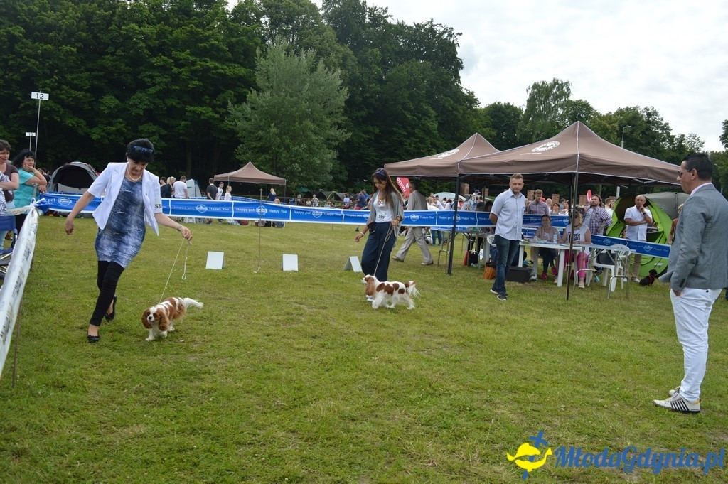 Puchar Bursztynowego Psa 2017 ( dzień drugi )