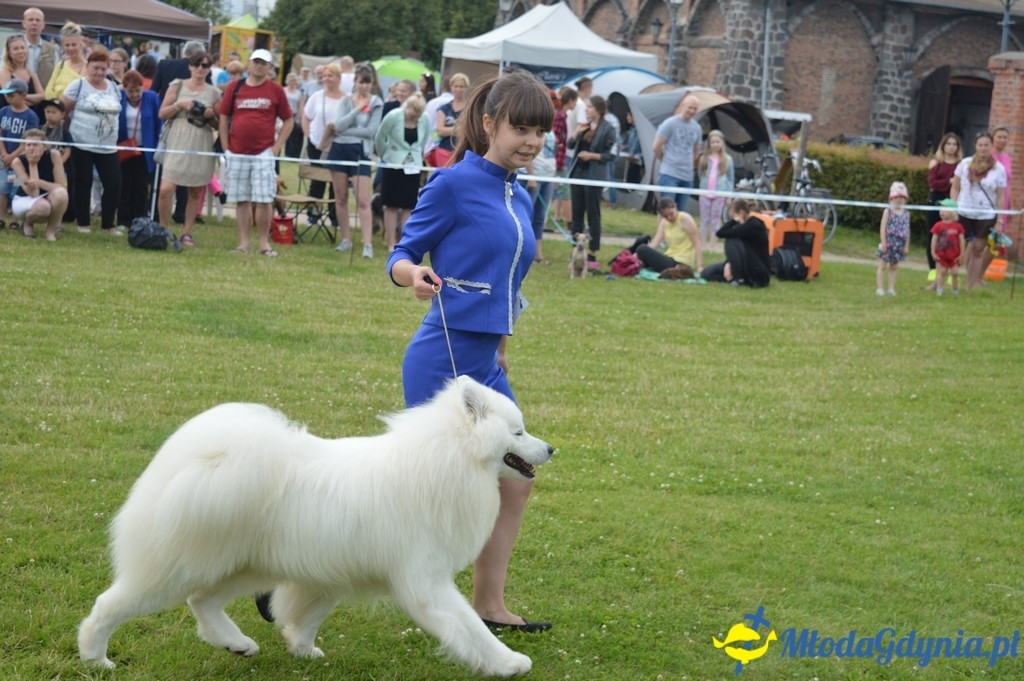 Puchar Bursztynowego Psa 2017 ( dzień drugi )
