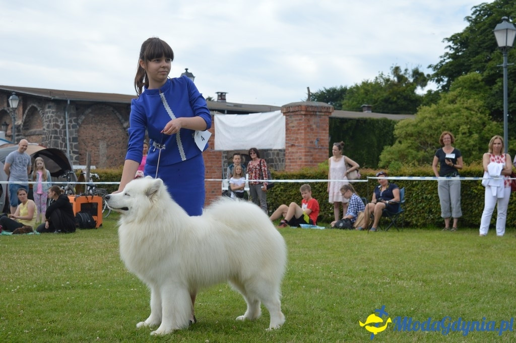 Puchar Bursztynowego Psa 2017 ( dzień drugi )