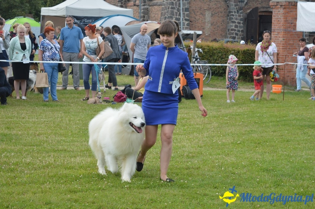Puchar Bursztynowego Psa 2017 ( dzień drugi )