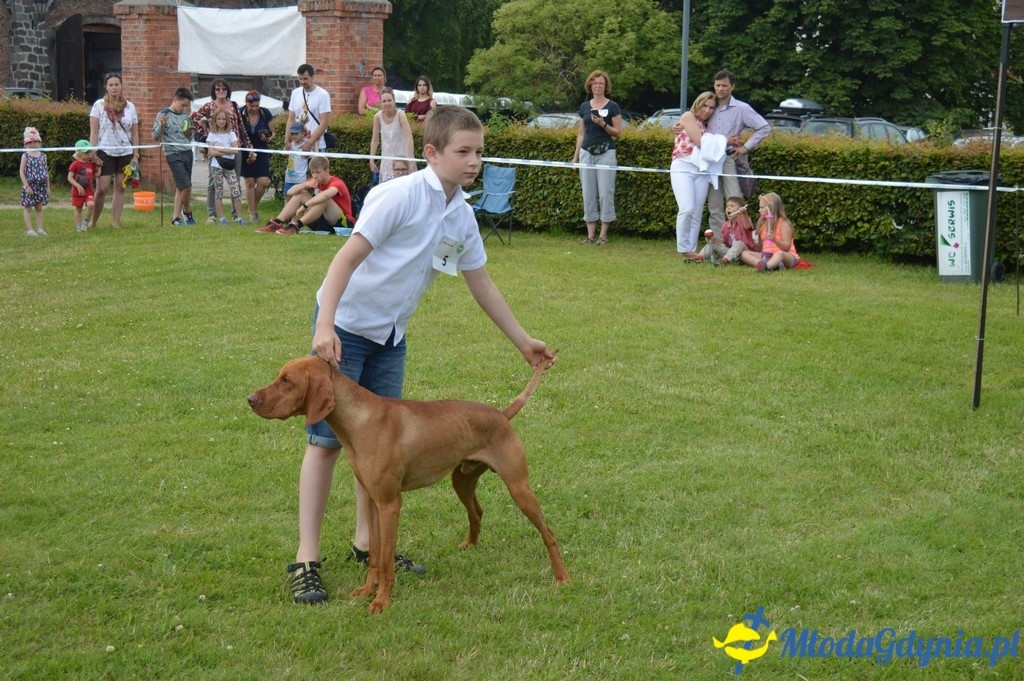 Puchar Bursztynowego Psa 2017 ( dzień drugi )