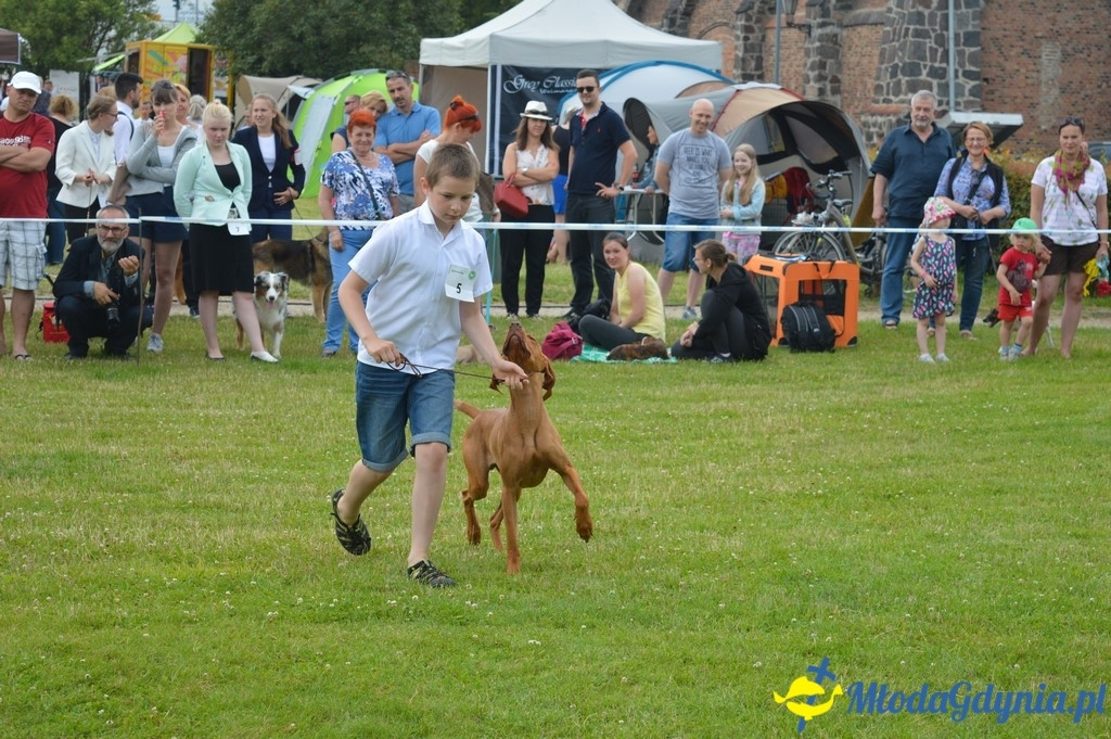Puchar Bursztynowego Psa 2017 ( dzień drugi )