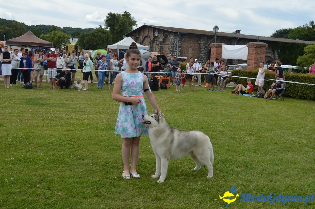 Puchar Bursztynowego Psa 2017 ( dzień drugi )
