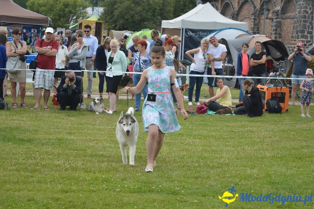 Puchar Bursztynowego Psa 2017 ( dzień drugi )