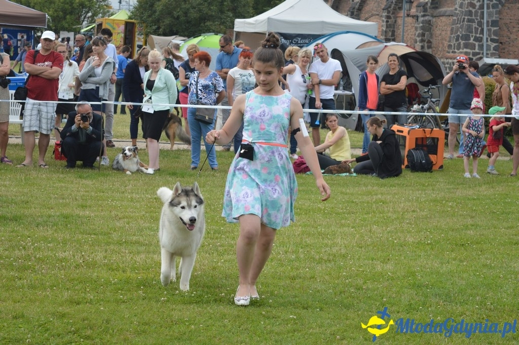 Puchar Bursztynowego Psa 2017 ( dzień drugi )