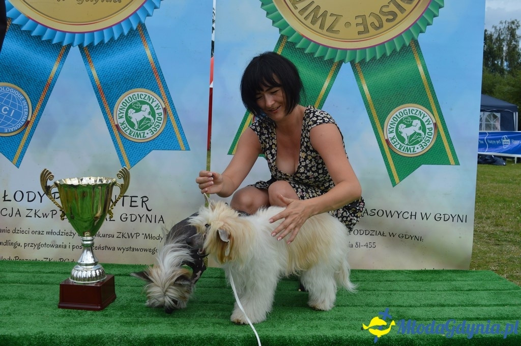 Puchar Bursztynowego Psa 2017 ( dzień drugi )