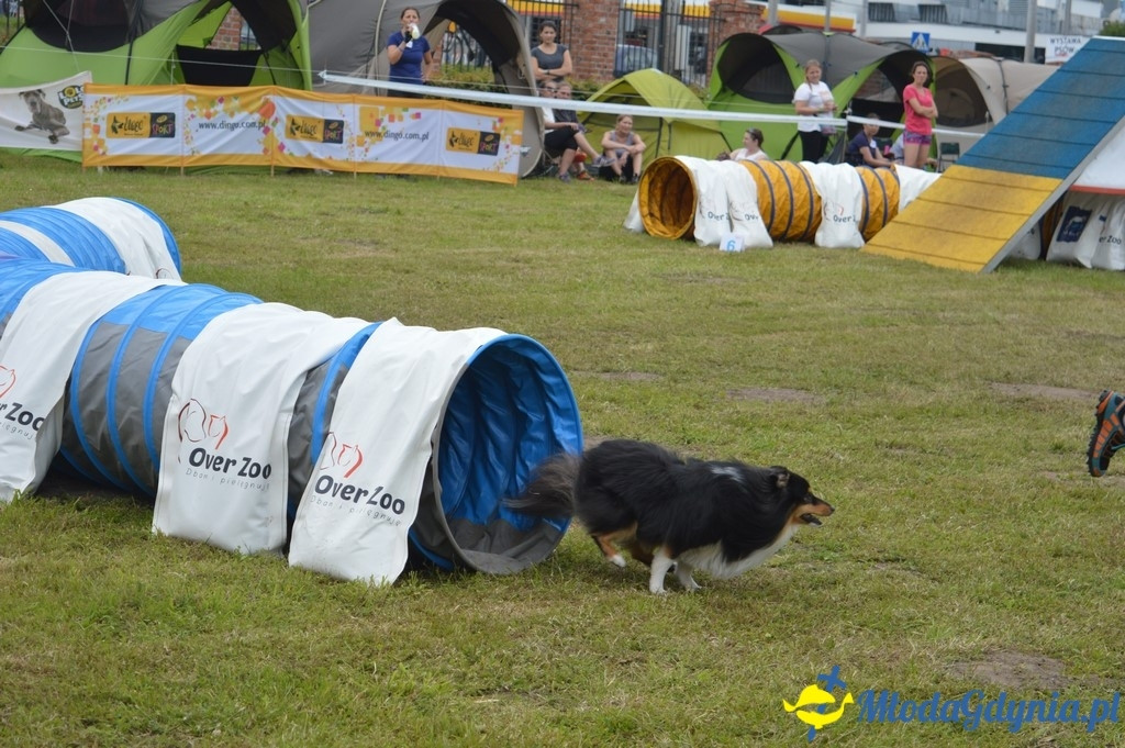 Puchar Bursztynowego Psa 2017 ( dzień drugi )