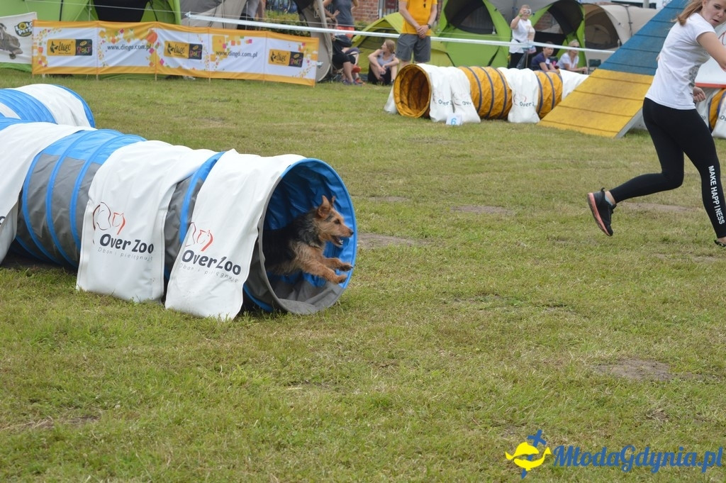 Puchar Bursztynowego Psa 2017 ( dzień drugi )